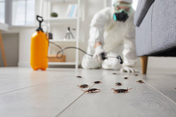 Commercial Rodent Management in Tremont